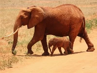 Animals jigsaw puzzle - elephants