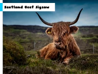 Scotland beef jigsaw