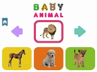 Baby animal