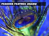 Peacock feather jigsaw